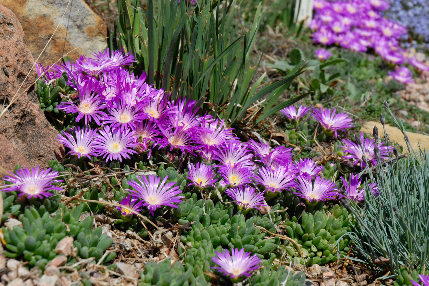 Table Mountain Iceplant